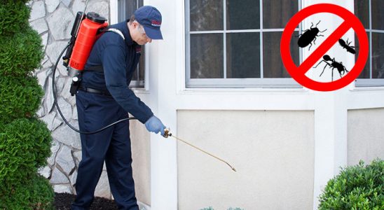 Bulanık Sivrisinek İlaçlama böcek ilaçlama ve haşere kontrolü — ilaclama-tr.com